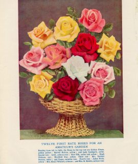 Vintage Print, Twelve First Rate Roses for an Amateur's Garden, 1902 ca.