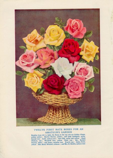 Vintage Print, Twelve First Rate Roses for an Amateur's Garden, 1902 ca.