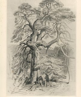 Antique Engraving Print, Under the Old Fir Tree, 1877