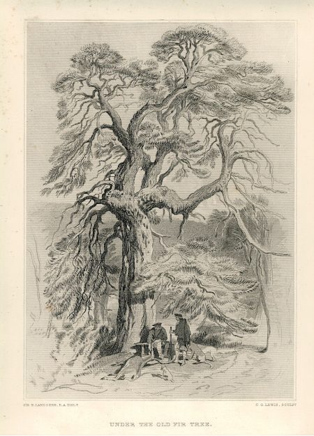 Antique Engraving Print, Under the Old Fir Tree, 1877