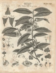 Lot of 8 Antique Botanical Engravings Prints, 1790
