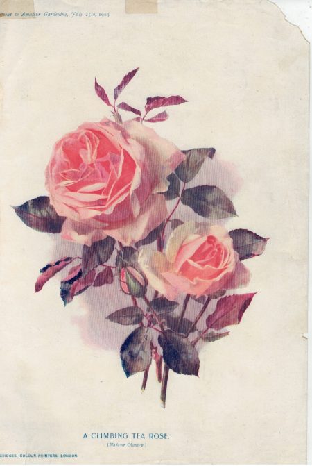 Vintage Print, A Climbing Tea Rose, 1903