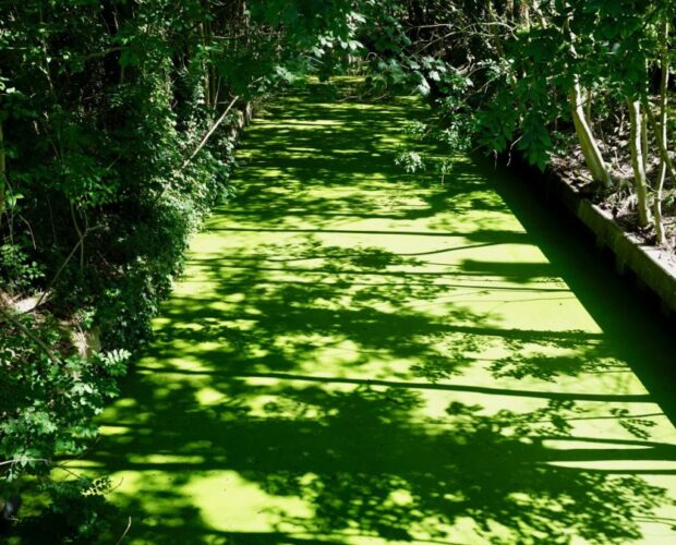 Michele Vaccari, un marito dell'acquiescenza