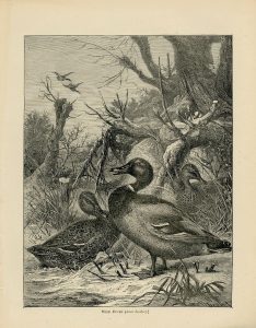 Vintage Print, Wild Ducks, 1870 ca.