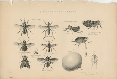 Antique Print, Diptera & Aphaniptera, 1870