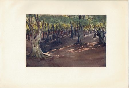 Vintage Print, The Heart of the Forest, Highbeech, 1909