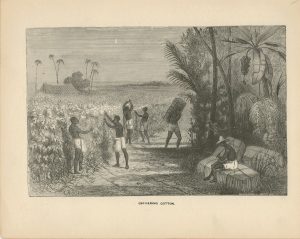 Antique Print, Gathering Cotton, 1870 ca.