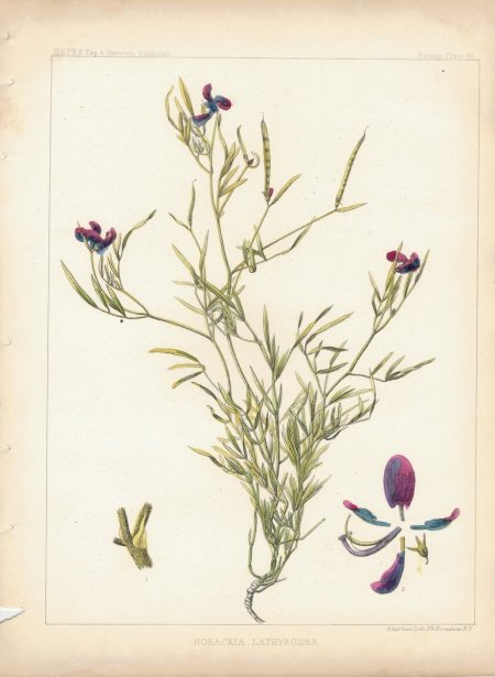 Antique Print, Hosackia Lathyroides, 1860 ca.