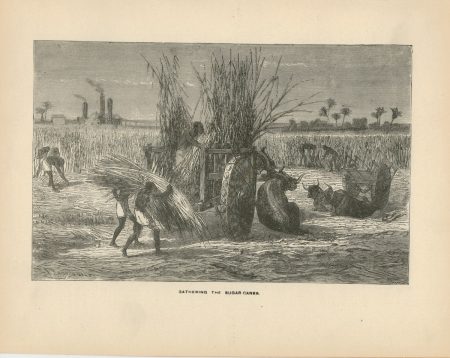 Antique Print, Gathering the Sugar Canes, 1870 ca.