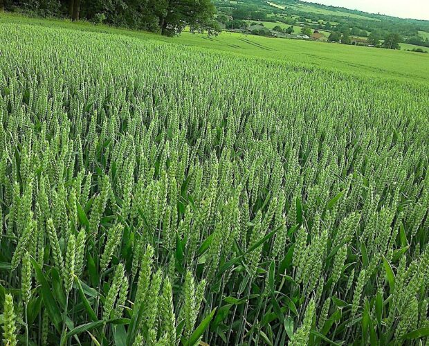 Esperanto, progetti, laboratori, scuola