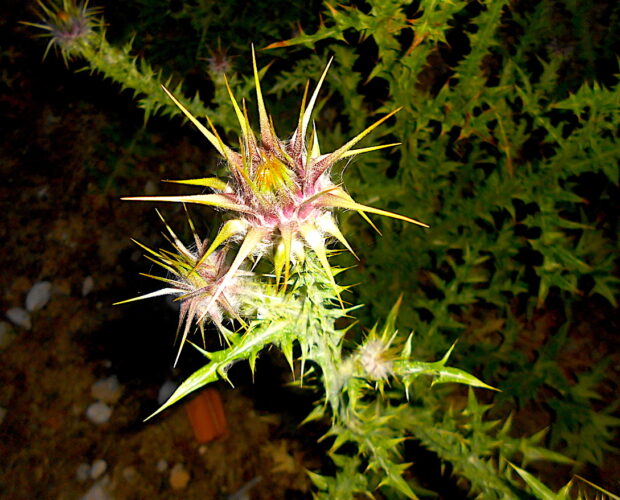 Cultura contadina machista gorgonica