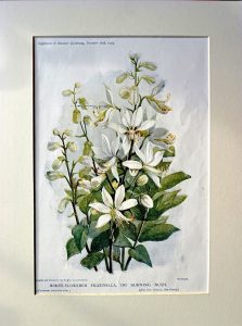 Antique Print, White-Flowered Fraxinella, or Burning Bush, 1905