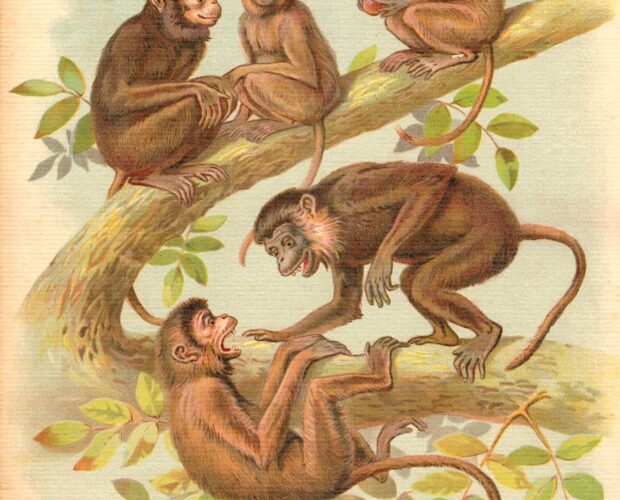 Successo, omesso libero pensiero