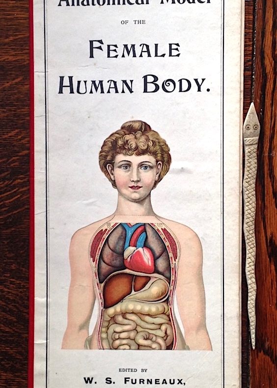 Libri curiosi, Anatomical model