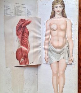 Philips' Anatomical Model of the Female Human Body. George Philip and Son London.