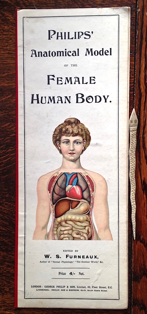 Philips' Anatomical Model of the Female Human Body. George Philip and