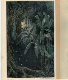 Vintage Print, Mondnacht in den Tropen, 1887