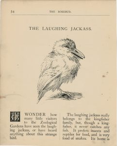 Vintage Print, The Laughing Jackass, 1895