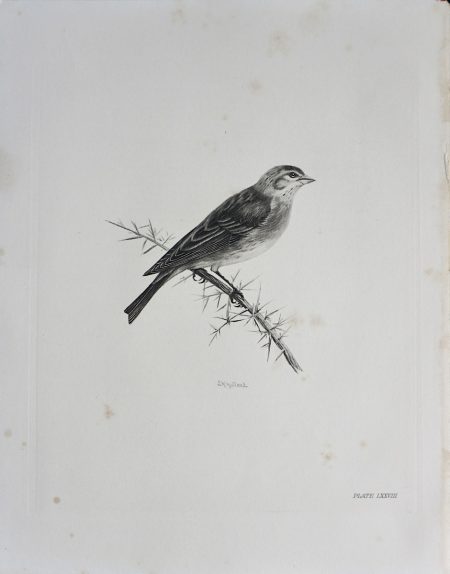 Vintage Engraving Print, The Linnet, by Medland Lilian Marguerite, 1906