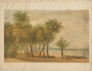 Vintage Print, Palm Trees on the Beach, 1890