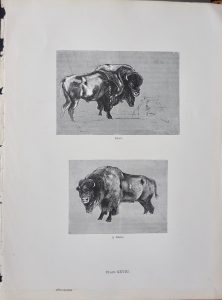 Vintage Print, A Bison; A Gipsy Encampment, 1870