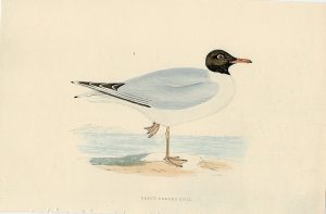 Antique Print, Black-Headed Gull, 1850