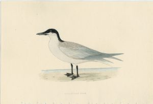 Antique Print, Gull-Billed Tern, 1850