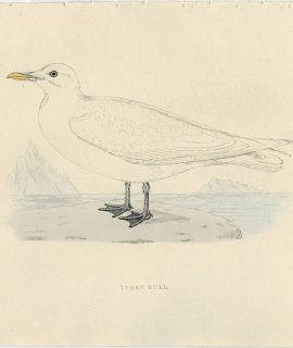 Antique Print, Ivory Gull, 1830