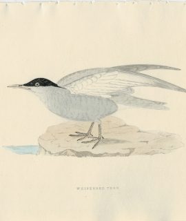 Antique Print, Whiskered Term, 1850