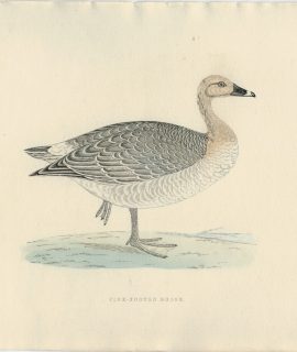 Antique Print, Pink-Footed Goose, 1850 ca.