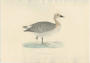 Antique Print, Pink-Footed Goose, 1850 ca.
