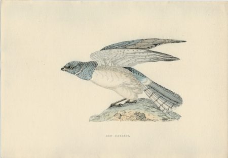 Antique Print, Hen Harrier, 1850