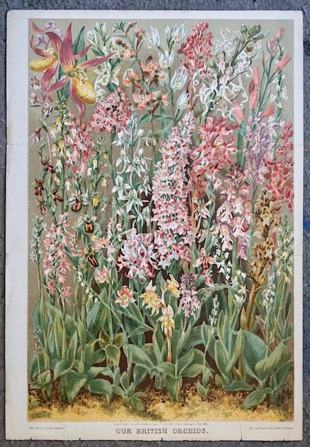 Antique Print, Our British Orchids, by John Allen, 1892