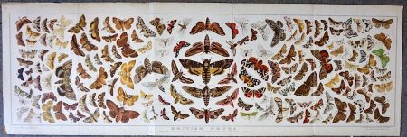 Rare Large Vintage print, British Moths, 1880