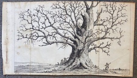 Antique Engraving Print, The Tree, 1760 ca.
