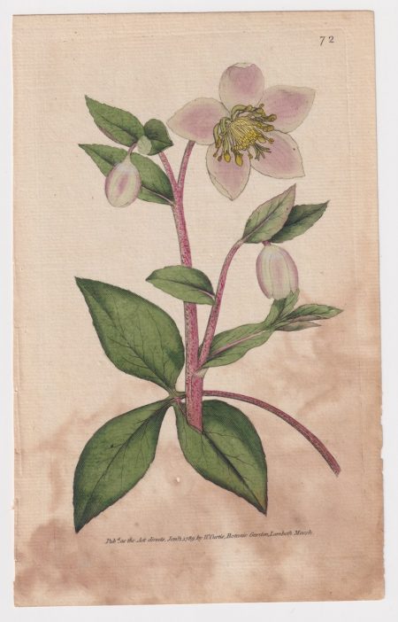 Antique Engraving Print, by W. Curtis, Botanic Garden Lambeth Marsh, 1789