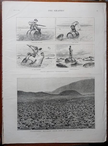 Antique Print, Wideawakes Hatching their Eggs at ascension Island, 1882