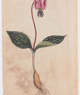 Antique Engraving Print, by W. Curtis, Botanic Garden, 1786