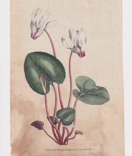 Antique Engraving Print, W. Curtis, Botanic Gardena Lambeth Marsh, 1787