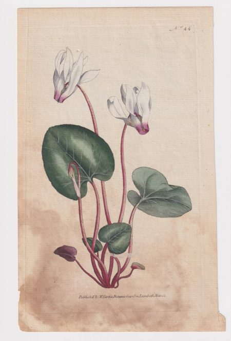 Antique Engraving Print, W. Curtis, Botanic Gardena Lambeth Marsh, 1787