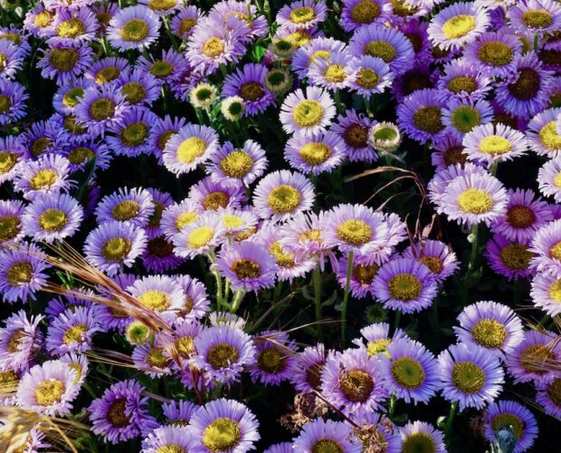 Giuseppe Ungaretti, invito al la doloro