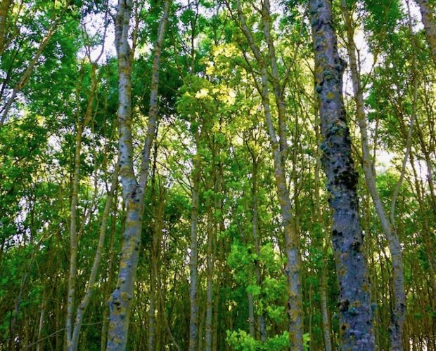 Inferno, Canto XIII, Selva dei suicidi