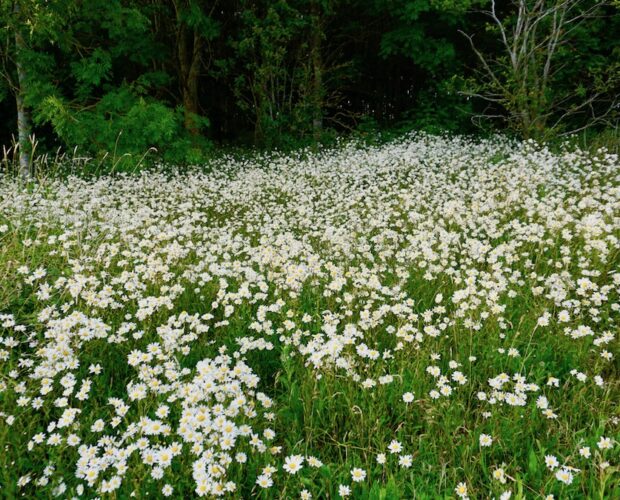 Inferno, canto XIII, frazionamento