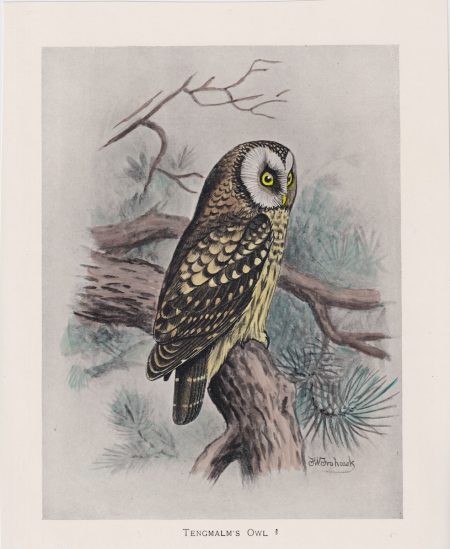 Vintage Print, Tengmalm's Owl, 1900