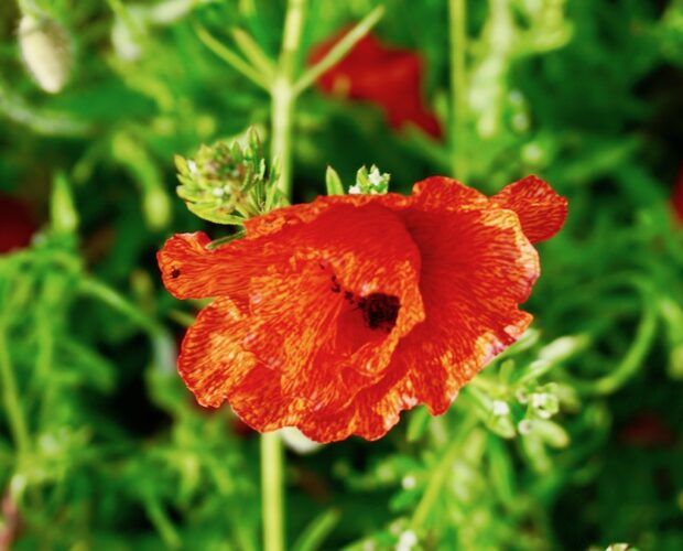 Alfonso Guida, tutta prosa