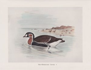 Vintage Print, Red-Breasted Goose, 1900