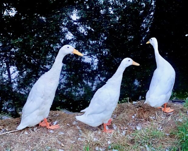 Poeti arrivati, interviste, ammiratori