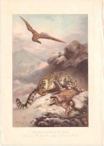 Vintage Print, The Snow Leopard & the Eagle, Ernest Griset, 1894