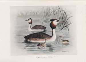 Vintage Print, Great Crested Grebe, 1900