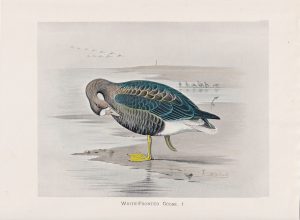 Vintage Print, White-Fronted Goose, 1900